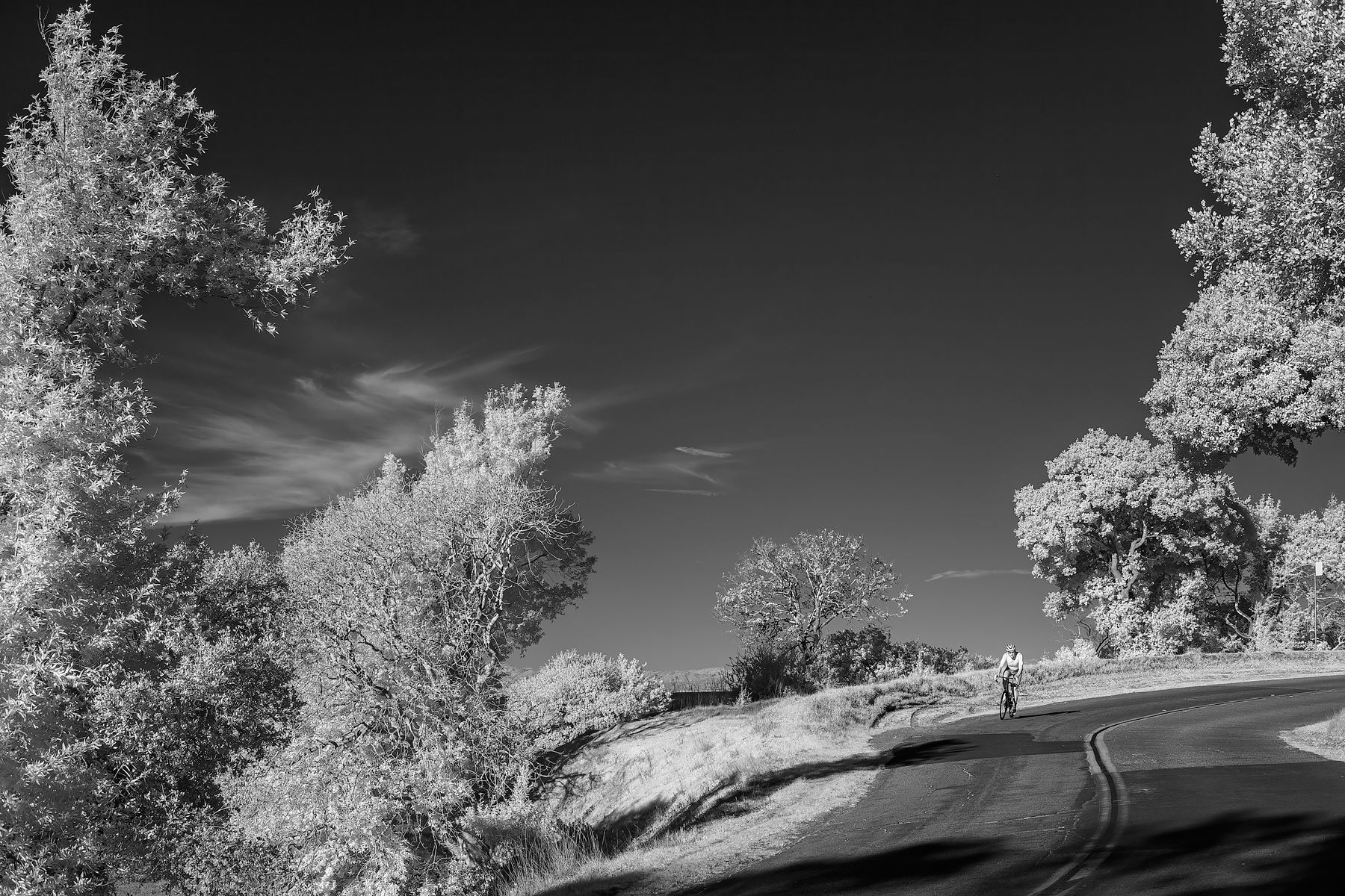 Lone cyclist on a winding road framed by tall trees in black and white