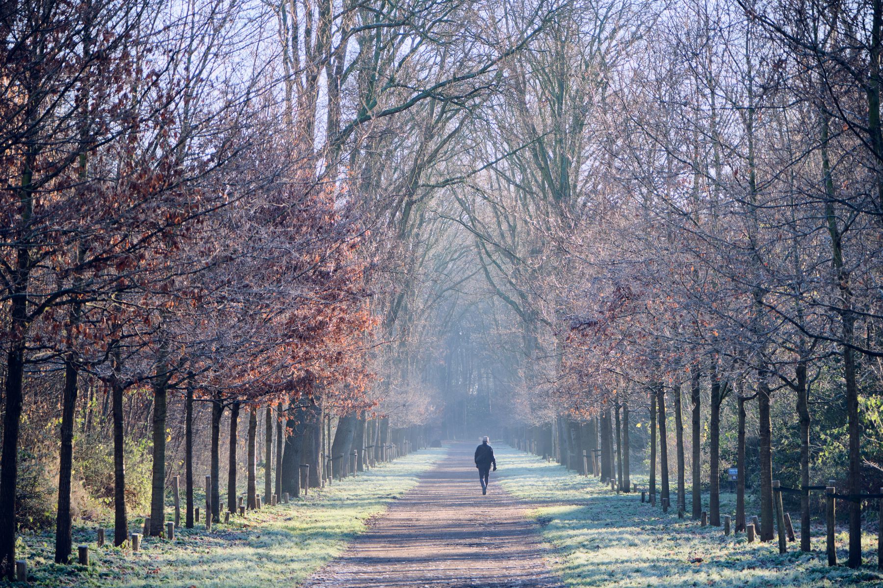 Person walking along a frosty tree-lined path on a cold winter morning